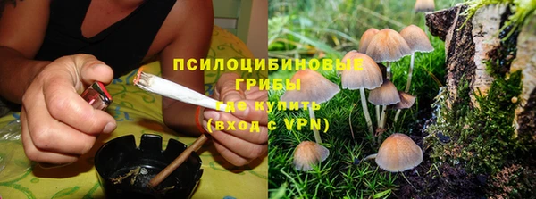 шишки Верея